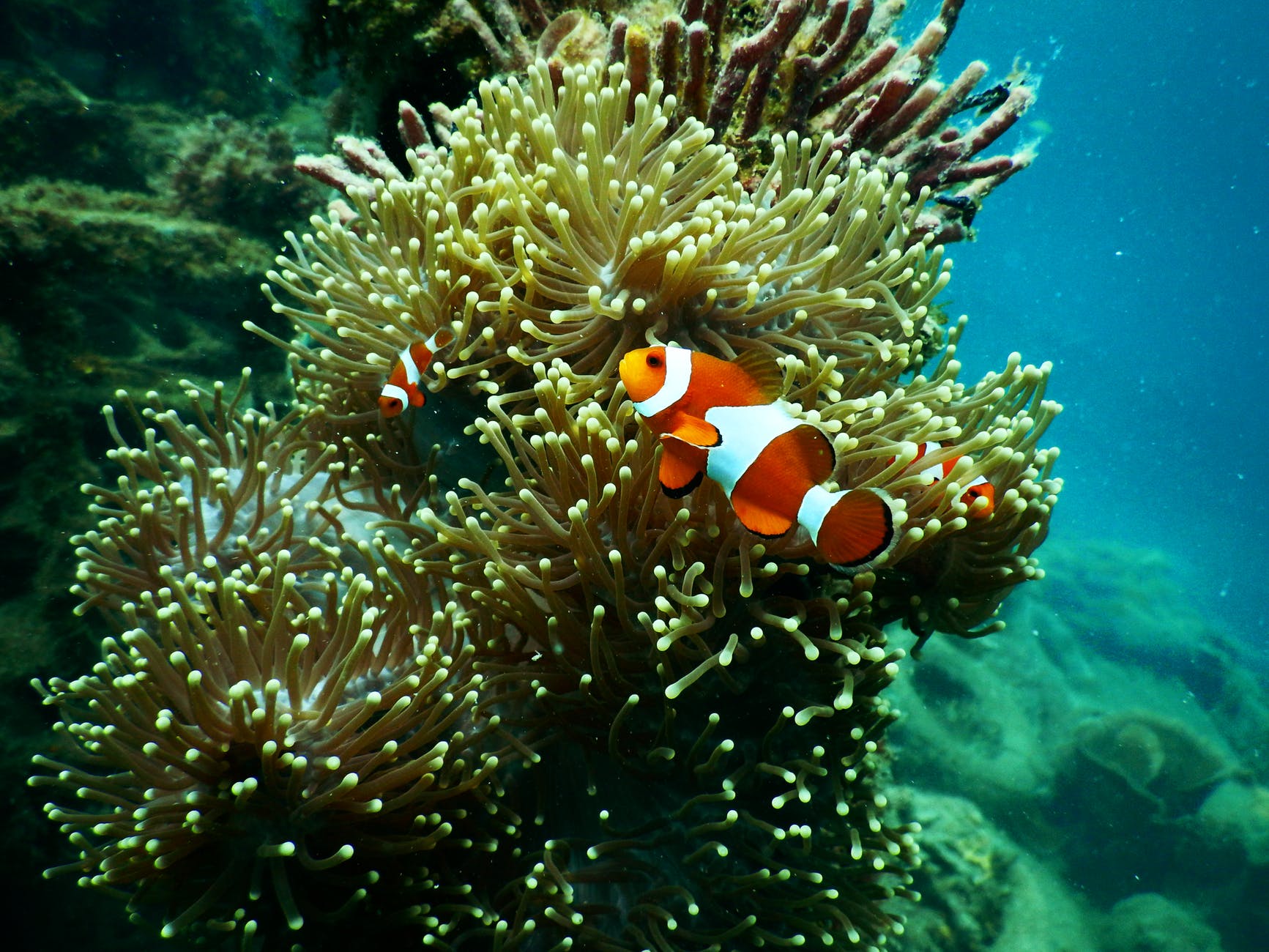 clownfish under water