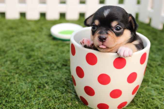 black and brown short haired puppy in cup