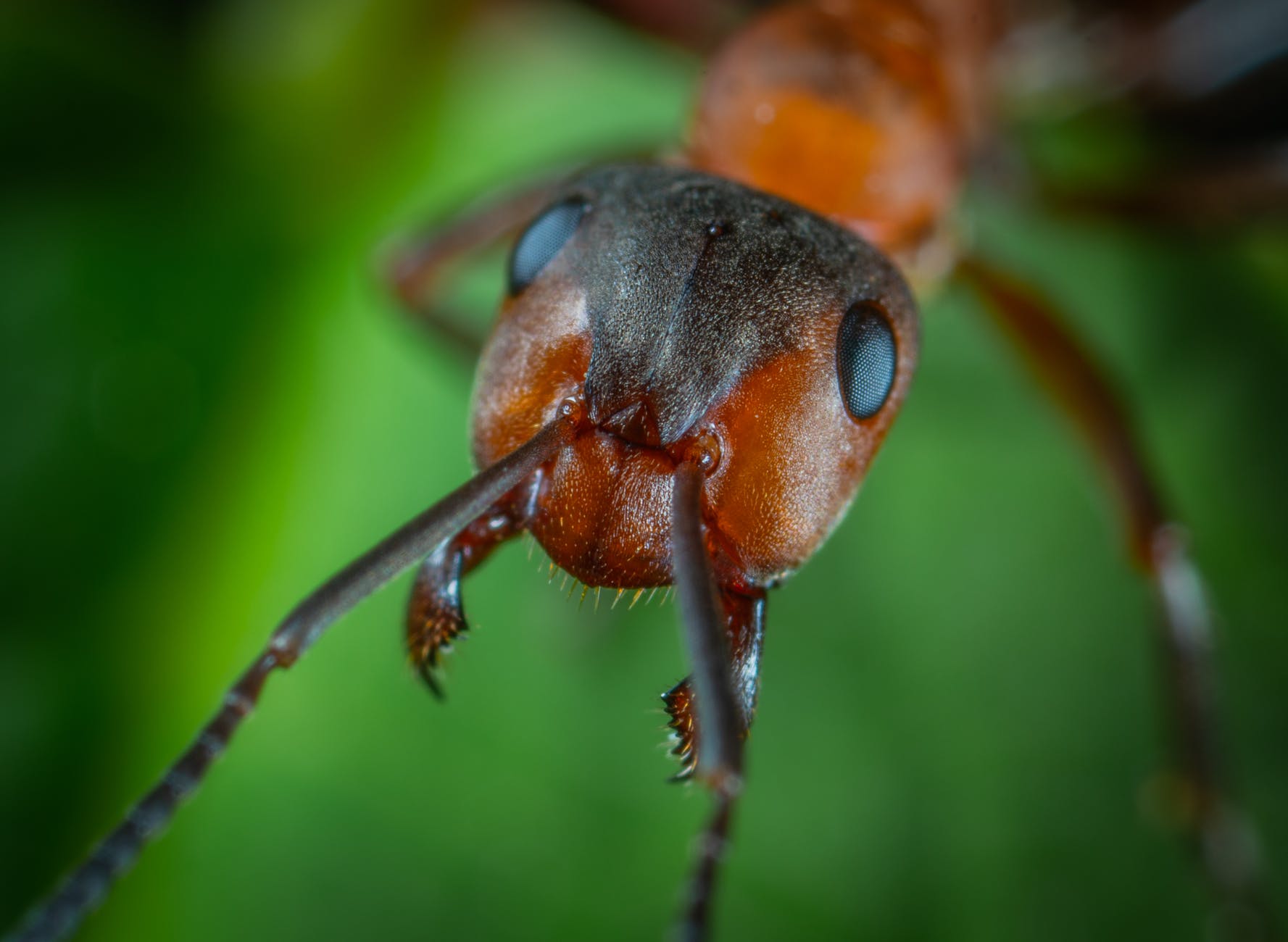 close up photo of ant